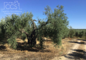 Terreno no urbanizable en venta en la España, Almonte, ref: TR132136 foto