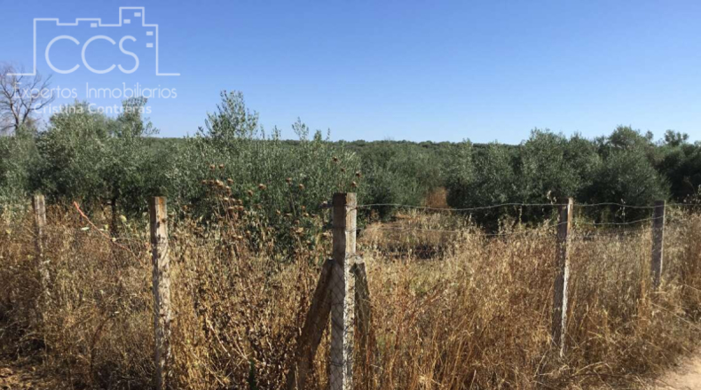 Huelva - Almonte - 20321m2
