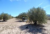 Terreno no urbanizable en venta en la España, Agullent, ref: TR130589 foto