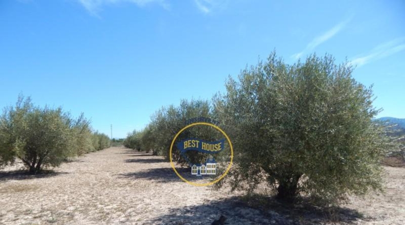 Valencia - Agullent - 17900m2