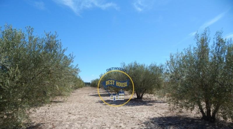 Valencia - Agullent - 17900m2
