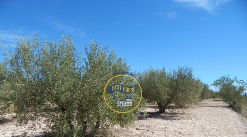 Valencia - Agullent - 17900m2
