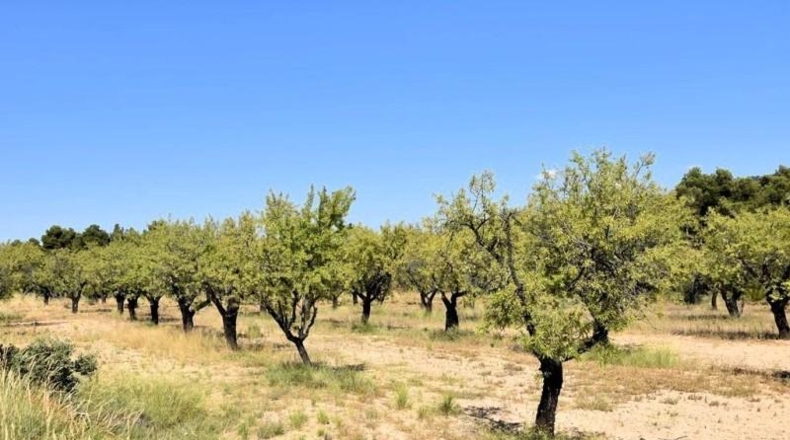 Teruel - Fuentespalda - 228298m2
