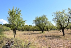 Fontdespatla 228298&nbsp;m² 