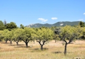 Xalet independent amb terreny en venda a la España, Fontdespatla, ref.: TR398335 foto