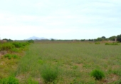 Terreno no urbanizable en venta en la España, Muro, ref: TR315046 foto
