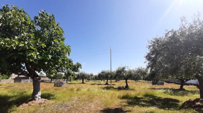 Cáceres - Albalá - 3000m2