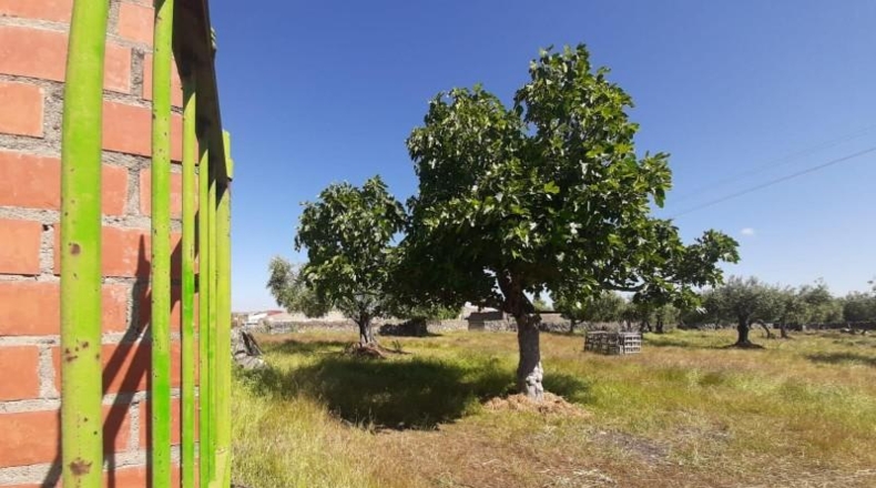 Cáceres - Albalá - 3000m2