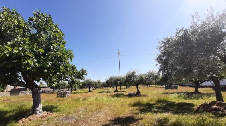 Cáceres - Albalá - 3000m2