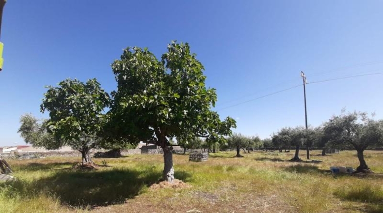Cáceres - Albalá - 3000m2
