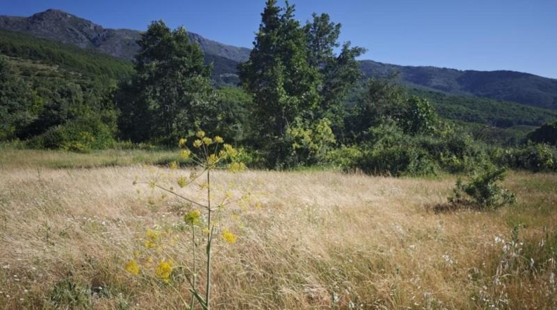 Cáceres - Эрвас - 20326m2