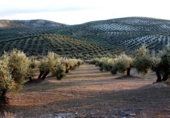 Non-developable land for sale on España, Lucena, ref: TR393498 photo