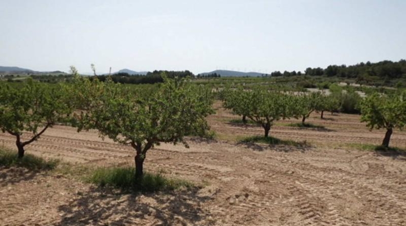 Albacete - Almansa - 19627m2