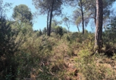 Suelo urbano en venta en la España, Carme, ref: TR396725 foto