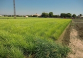 Terreno no urbanizable en venta en la España, Foios, ref: TR123497 foto
