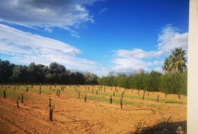 Ulldecona 10600&nbsp;m²