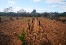 Ulldecona 10600&nbsp;m²