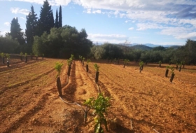 Ulldecona 10600&nbsp;m²