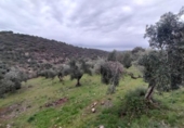 Non-developable land for sale on España, Villanueva del Rey, ref: TR125929 photo