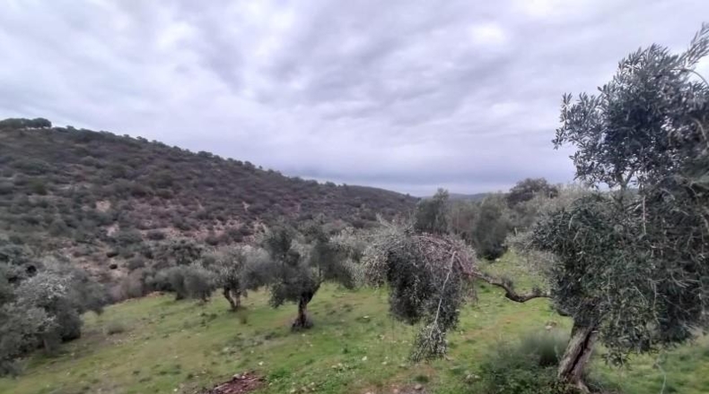 Córdoba - Villanueva del Rey - 77067m2