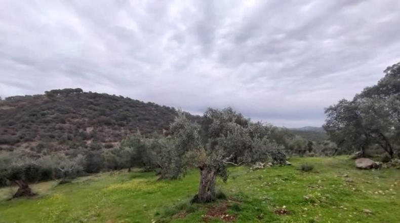 Córdoba - Villanueva del Rey - 77067m2