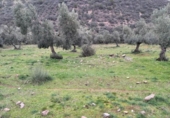 Non-developable land for sale on España, Villanueva del Rey, ref: TR125929 photo