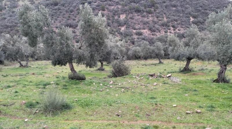 Córdoba - Villanueva del Rey - 77067m2