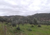 Non-developable land for sale on España, Villanueva del Rey, ref: TR125929 photo