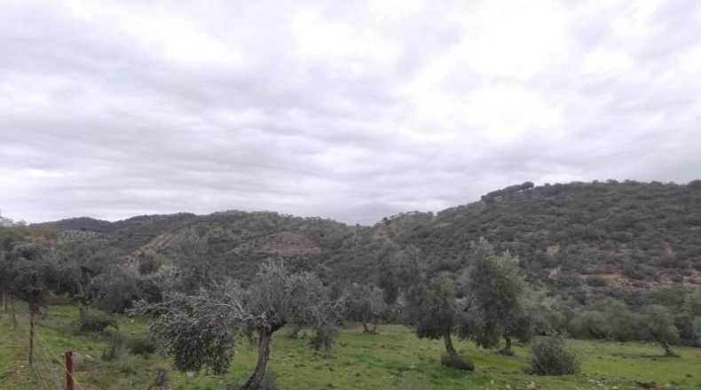 Córdoba - Villanueva del Rey - 77067m2