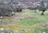 Non-developable land for sale on España, Villanueva del Rey, ref: TR125929 photo