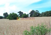 Terreno no urbanizable en venta en la España, Muro, ref: TR113158 foto