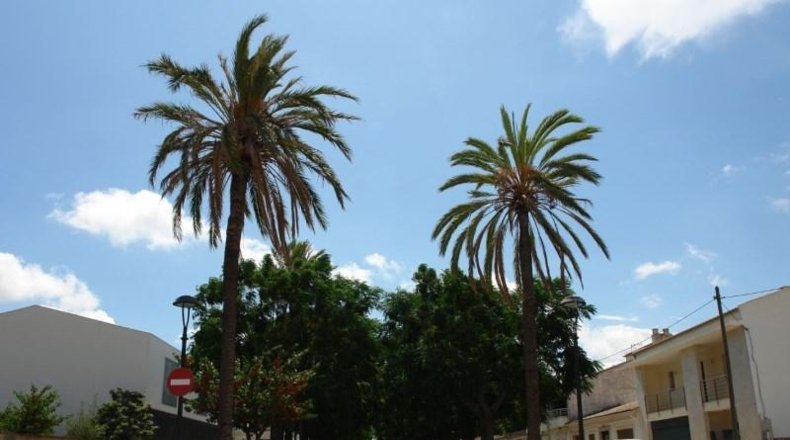 Balearic Islands - Muro - 8822m2