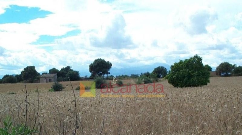 Balearic Islands - Muro - 8822m2