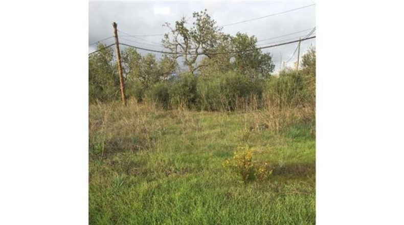 Balearic Islands - Lluchmayor - 6900m2