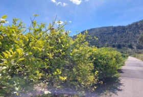 Foto 15