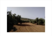 Terreno no urbanizable en venta en la España, Lucena, ref: TR214134 foto