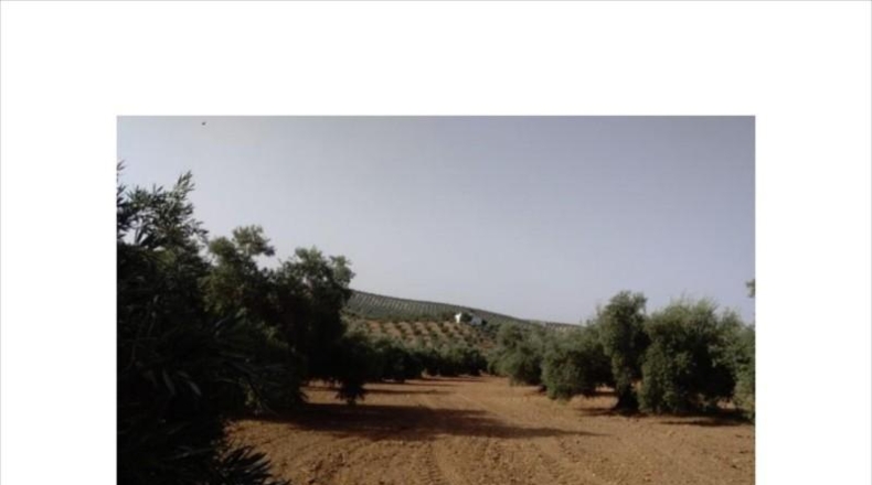 Córdoba - Lucena - 13000m2