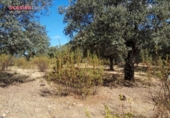 Chalet independiente con terreno en venta en la España, Villanueva del Duque, ref: TR301315 foto