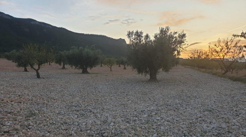 Murcia - Jumilla - 55000m2