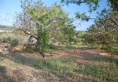 Chalet independiente con terreno en venta en la España, el Perelló, ref: TR409470 foto