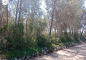 Terreno no urbanizable en venta en la España, Costitx, ref: TR309513 foto