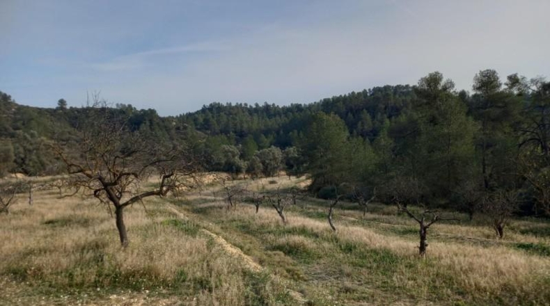 Tarragona - Flix - 50000m2