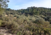 Terreno no urbanizable en venta en la España, Lérida, ref: TR242874 foto