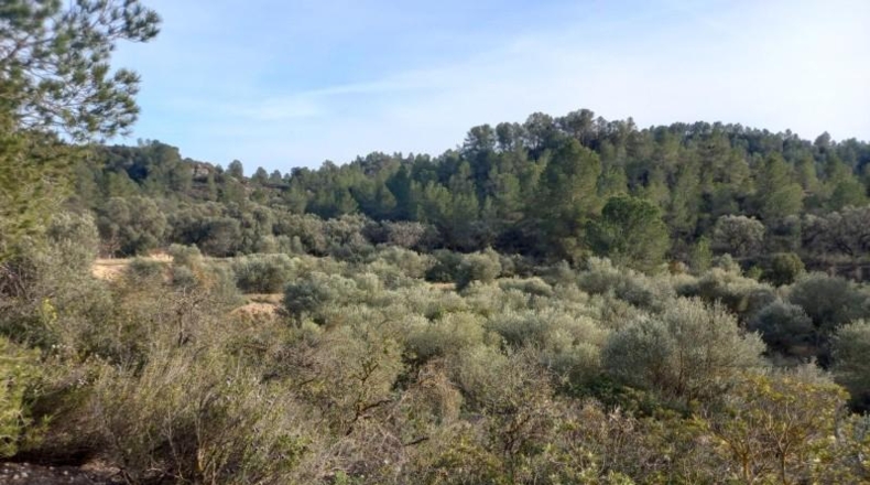 Tarragona - Flix - 50000m2