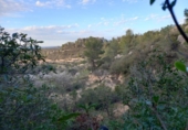 Terreno no urbanizable en venta en la España, Lérida, ref: TR242874 foto