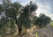 Terreno no urbanizable en venta en la España, Almonte, ref: TR131704 foto