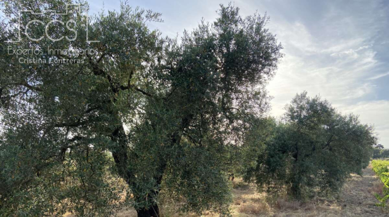 Huelva - Almonte - 44170m2