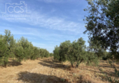 Terreno no urbanizable en venta en la España, Almonte, ref: TR131704 foto