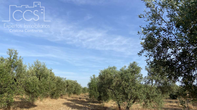 Huelva - Almonte - 44170m2