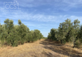 Terreno no urbanizable en venta en la España, Almonte, ref: TR131704 foto